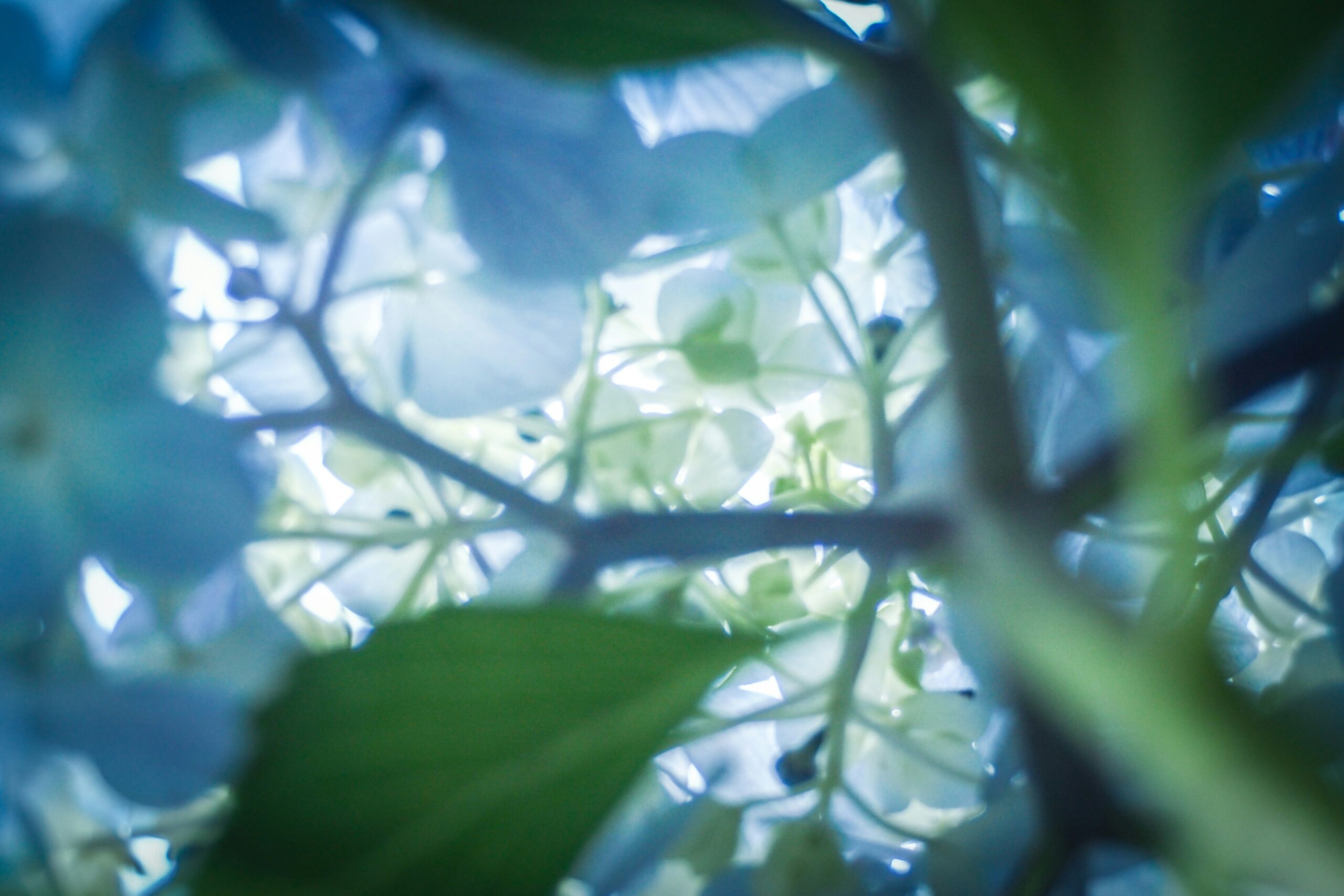 Kukintoja alhaaltapäin kuvattuna