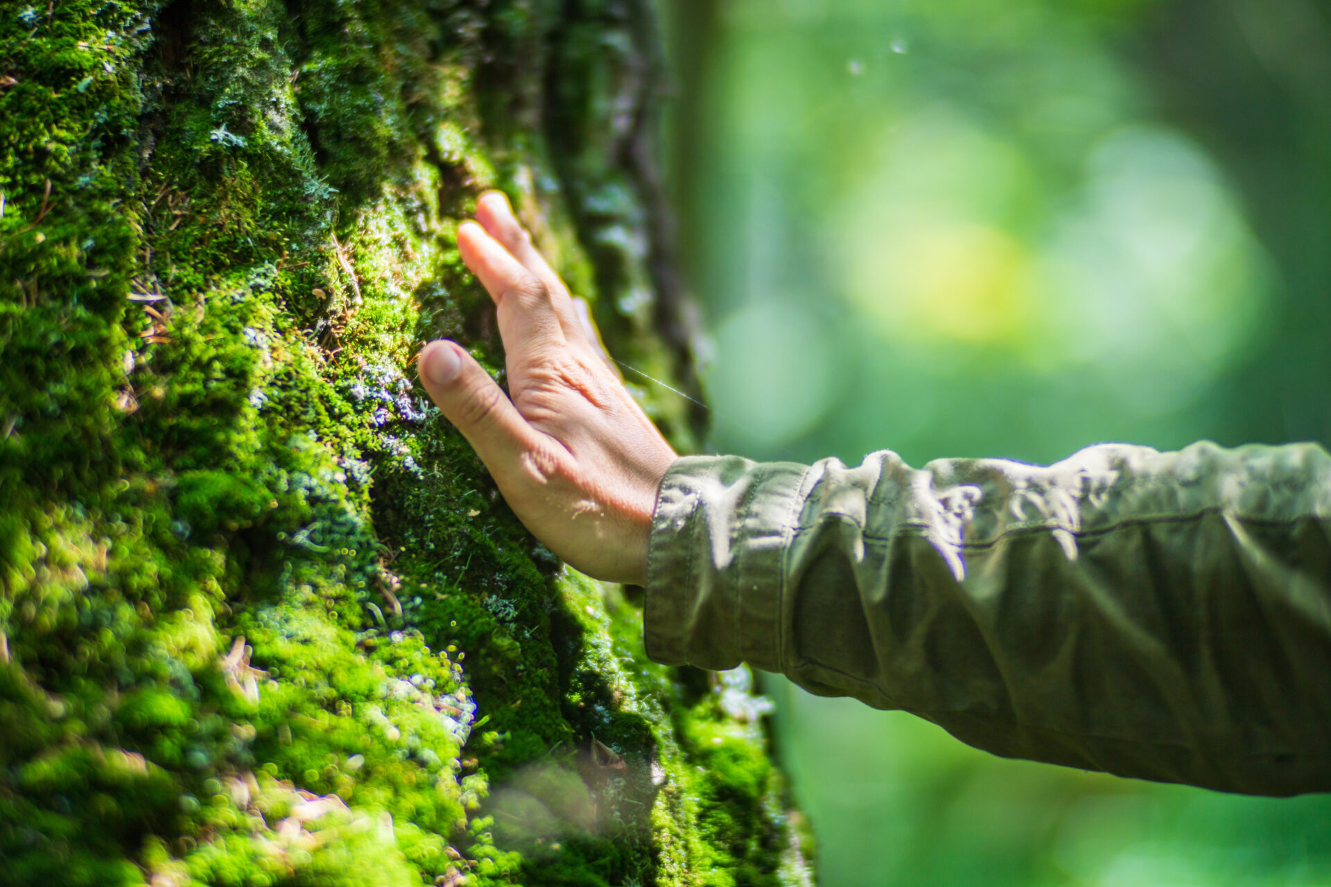 A man’s hand touch the tree trunk close-up. Bark wood.Caring for the environment. The ecology concept of saving the world and love nature by human